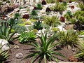 Agaves w/ Succulents